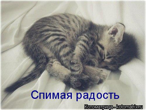 Спимая радость... Котоматрица: Спимая радость