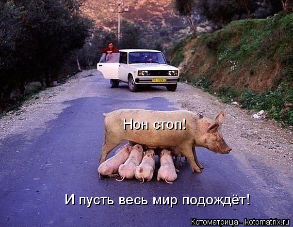 Котоматрица: Нон стоп! И пусть весь мир подождёт!