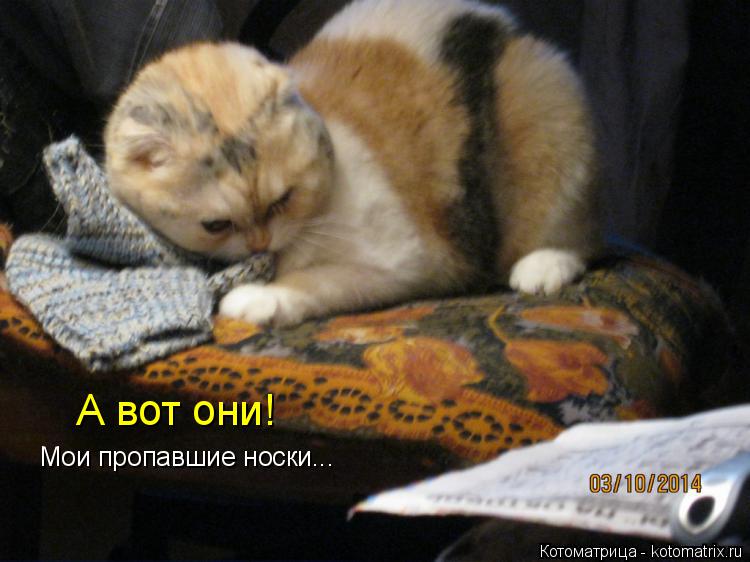 Котоматрица: А вот они! Мои пропавшие носки...