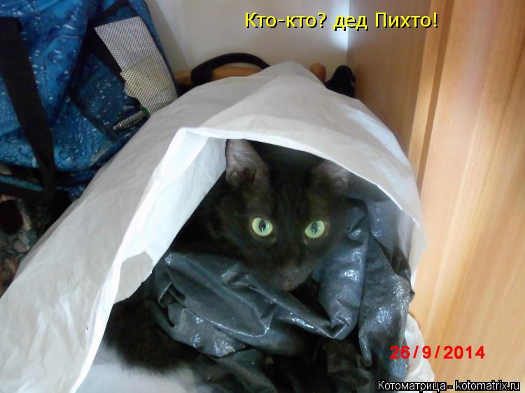 Котоматрица: Кто-кто? дед Пихто!