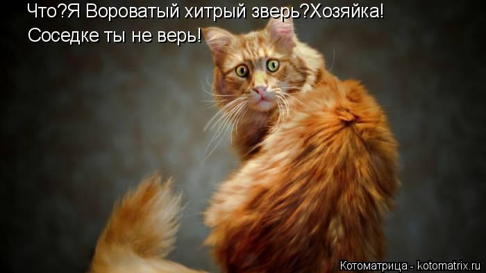 Котоматрица: Что?Я Вороватый хитрый зверь?Хозяйка! Соседке ты не верь!