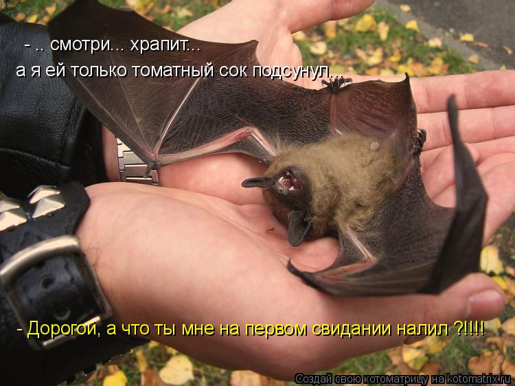 Котоматрица: - .. смотри... храпит... а я ей только томатный сок подсунул... - Дорогой, а что ты мне на первом свидании налил ?!!!!