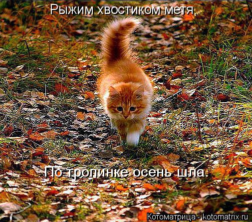 Рыжим хвостиком метя, По тропинке осень шла.... Котоматрица: Рыжим хвостиком метя, По тропинке осень шла.