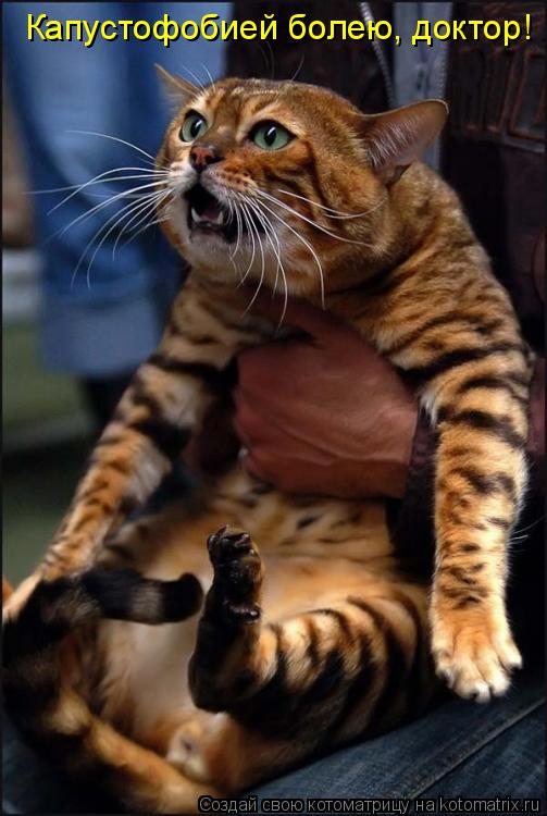 Котоматрица: Капустофобией болею, доктор!