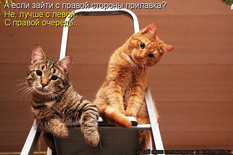 Котоматрица: А если зайти с правой стороны прилавка? Не, лучше с левой, С правой очередь...