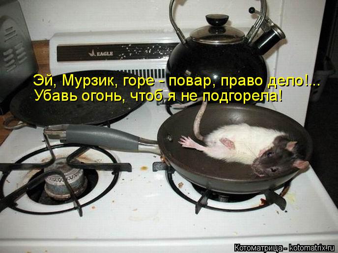 Эй, Мурзик, горе - повар, право дело!... Убавь огонь, чтоб я не подгорела!... Котоматрица: Эй, Мурзик, горе - повар, право дело!... Убавь огонь, чтоб я не подгорела!