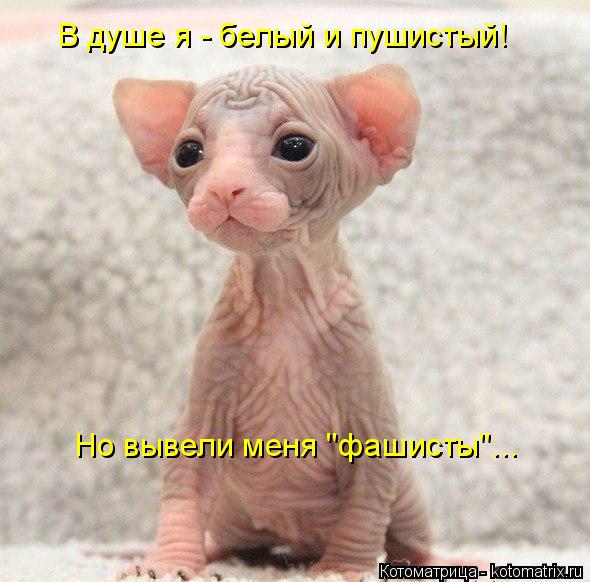 В душе я - белый и пушистый! Но вывели меня "фашисты"...... Котоматрица: В душе я - белый и пушистый! Но вывели меня "фашисты"...