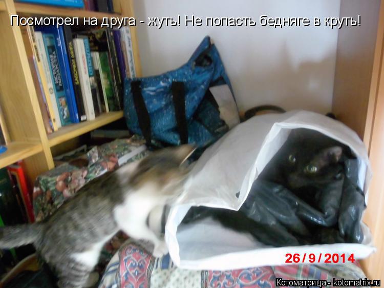 Котоматрица: Посмотрел на друга - жуть!  Посмотрел на друга - жуть! Не попасть бедняге в круть!