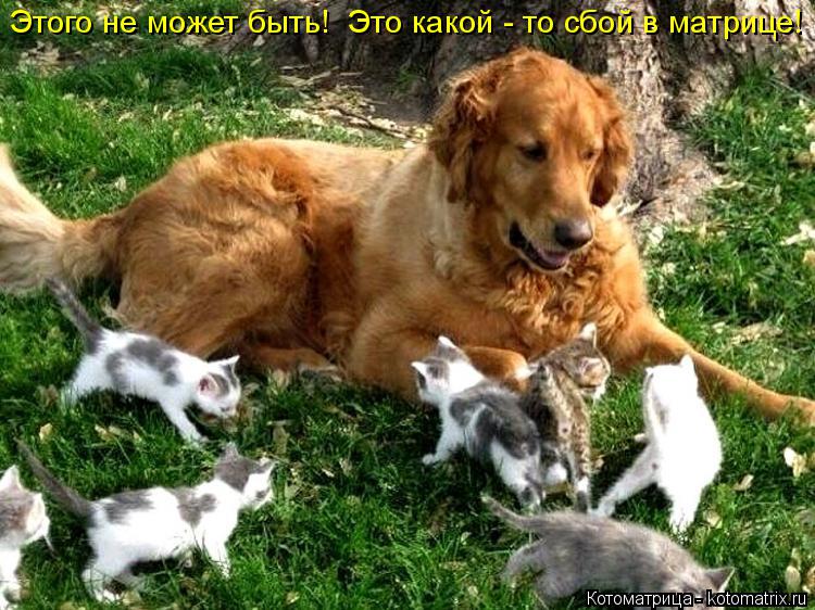 Котоматрица: Этого не может быть!  Это какой - то сбой в матрице!