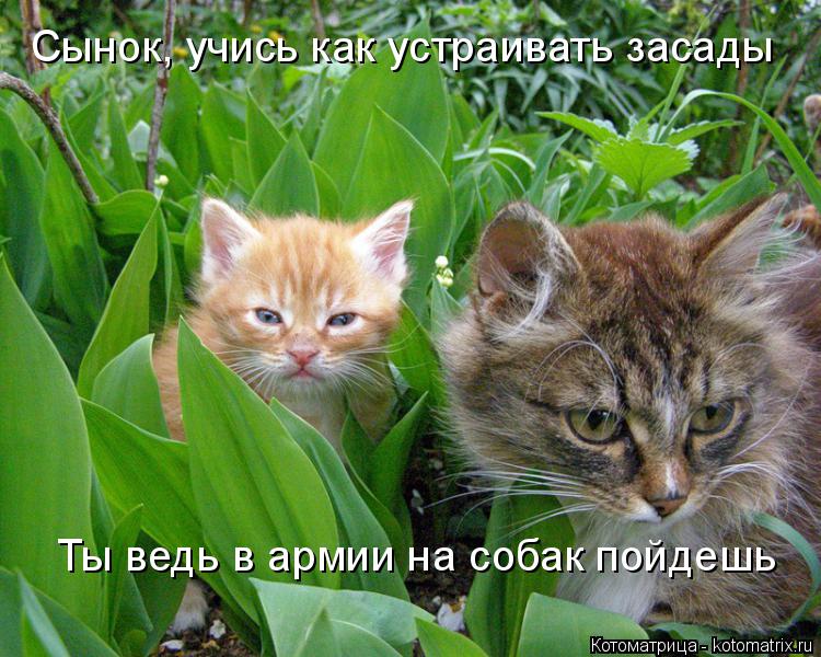 Сынок, учись как устраивать засады Ты ведь в армии на собак пойдешь... Котоматрица: Сынок, учись как устраивать засады Ты ведь в армии на собак пойдешь