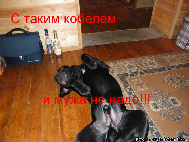 Котоматрица: С таким кобелем  и мужа не надо!!!