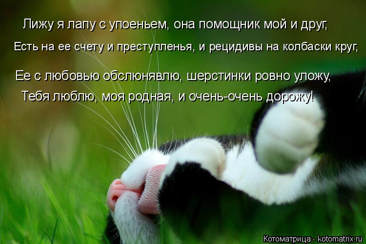 Котоматрица: Лижу я лапу с упоеньем, она помощник мой и друг, Есть на ее счету и преступленья, и рецидивы на колбаски круг, Ее с любовью обслюнявлю, шерсти