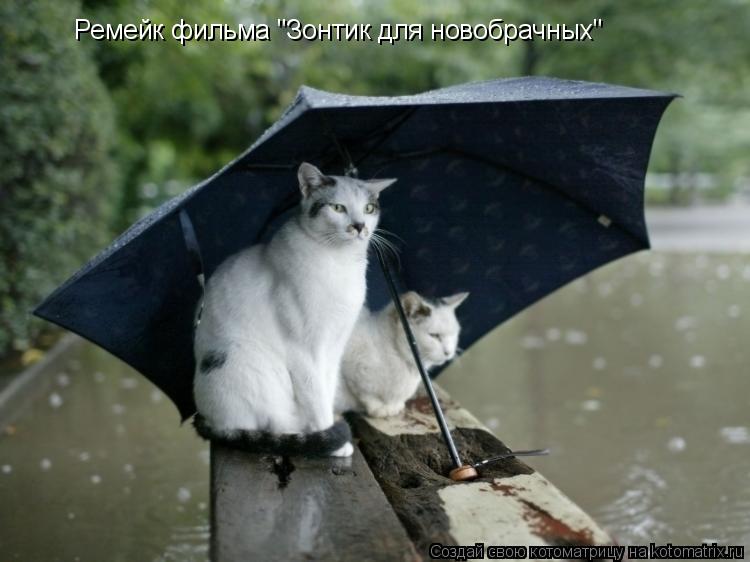 Котоматрица: Ремейк фильма "Зонтик для новобрачных"