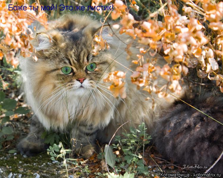 Котоматрица: Боже ты мой! Это же листик!