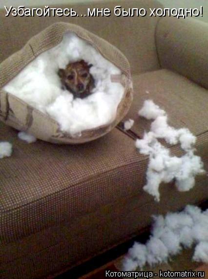 Котоматрица: Узбагойтесь...мне было холодно!