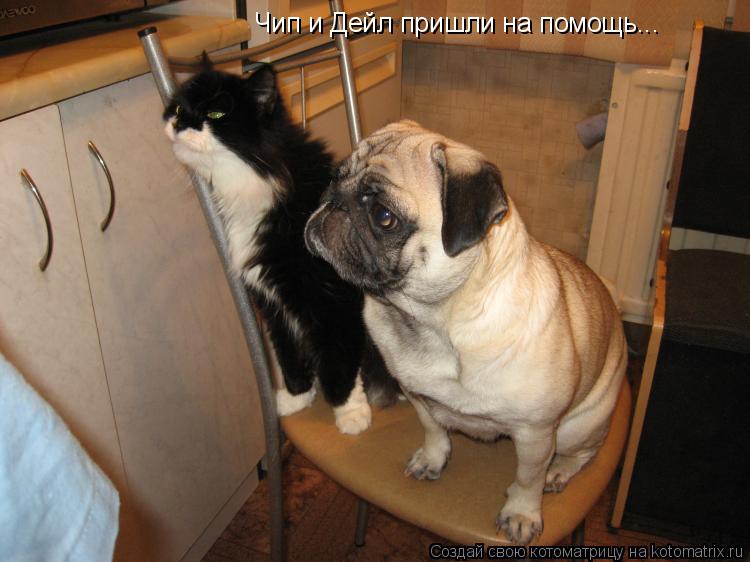 Чип и Дейл пришли на помощь...... Котоматрица: Чип и Дейл пришли на помощь...