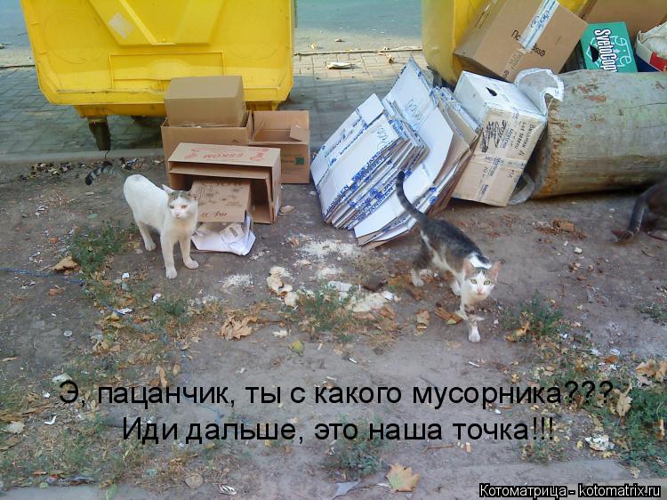 Э, пацанчик, ты с какого мусорника??? Иди дальше, это наша точка!!!... Котоматрица: Э, пацанчик, ты с какого мусорника??? Иди дальше, это наша точка!!!