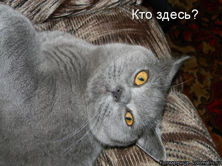Котоматрица: Кто здесь?