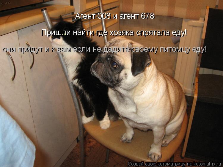 Агент 008 и агент 678 Пришли найти где хозяка спрятала еду! они придут и к вам если не дадите своему ... Котоматрица: Агент 008 и агент 678 Пришли найти где хозяка спрятала еду! они придут и к вам если не дадите своему питомцу еду!