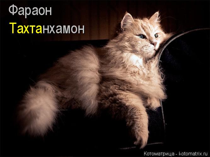 Фараон Тахта нхамон... Котоматрица: Фараон Тахта нхамон