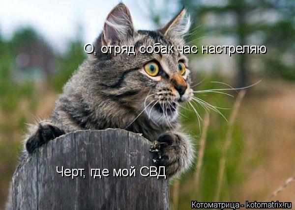 О, отряд собак час настреляю Черт, где мой СВД... Котоматрица: О, отряд собак час настреляю Черт, где мой СВД