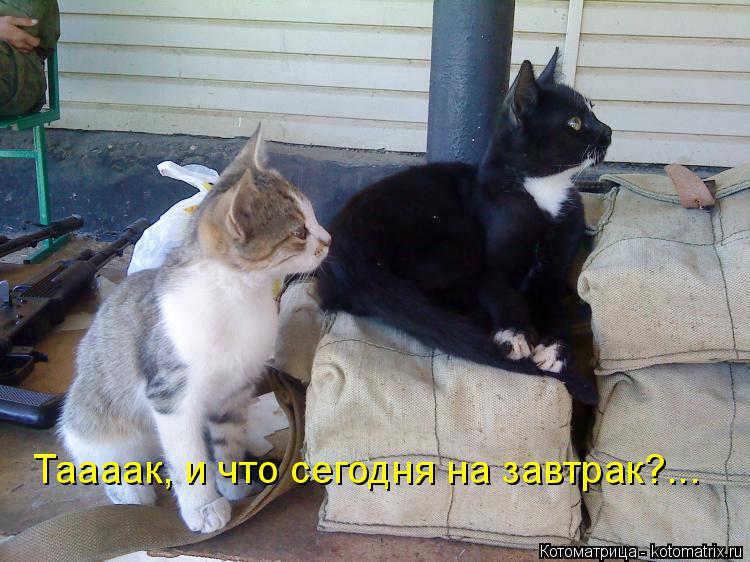 Таааак, и что сегодня на завтрак?...... Котоматрица: Таааак, и что сегодня на завтрак?...