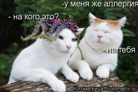 Котоматрица: -у меня же аллергия - на кого это? - на тебя