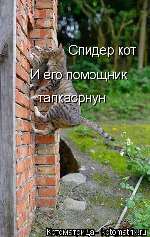 Котоматрица: Спидер кот  И его помощник  тапкасрнун