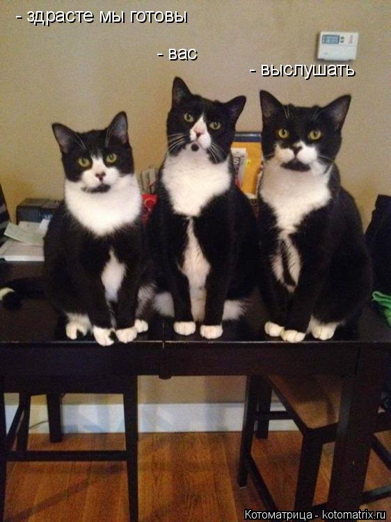 Котоматрица: - здрасте мы готовы - вас - выслушать