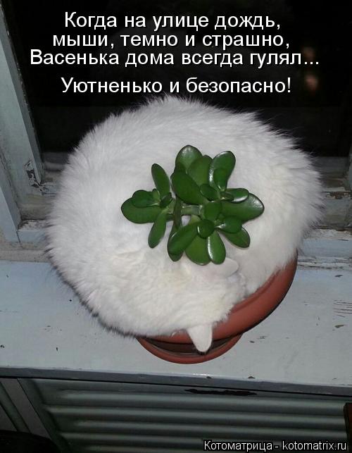 Котоматрица: Когда на улице дождь,  мыши, темно и страшно, Васенька дома всегда гулял... Уютненько и безопасно!