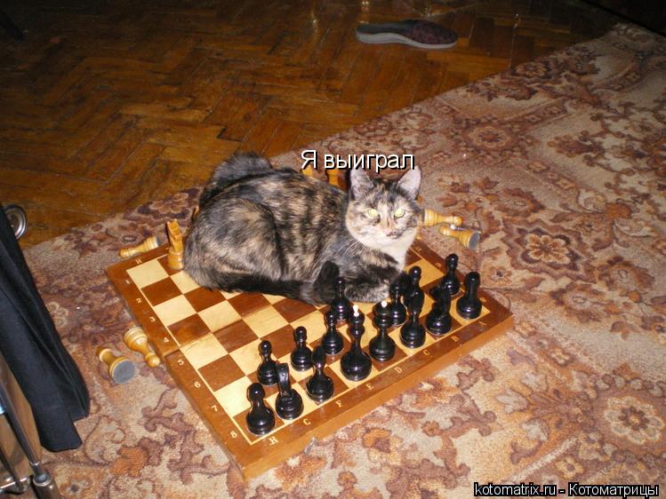 Я выиграл... Котоматрица: Я выиграл
