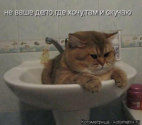 не ваше дело,где хочу,там и скучаю... Котоматрица: не ваше дело,где хочу,там и скучаю