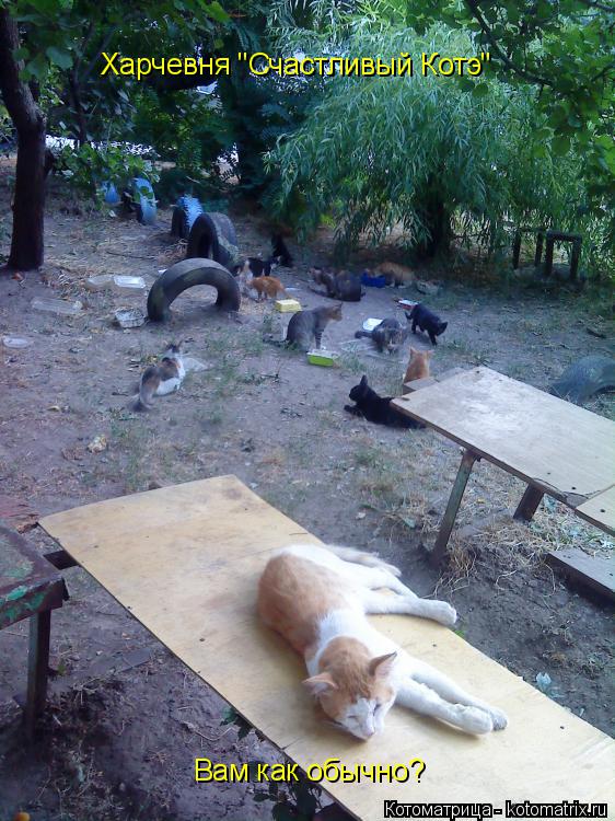 Харчевня "Счастливый Котэ" Вам как обычно?... Котоматрица: Харчевня "Счастливый Котэ" Вам как обычно?