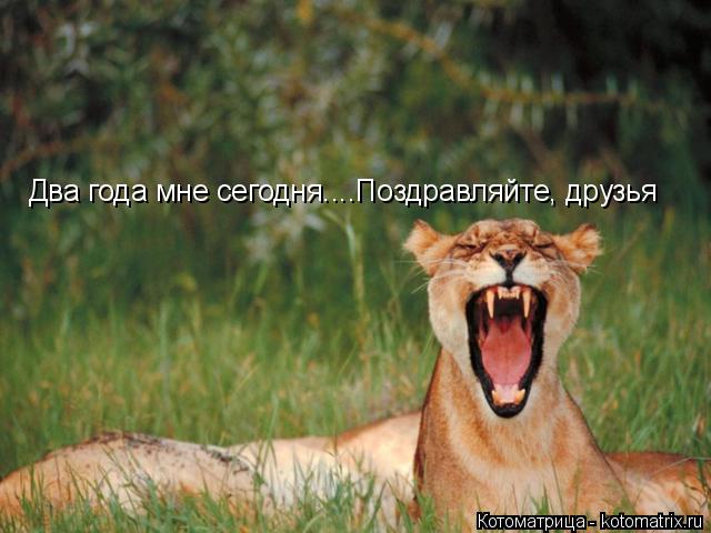 Котоматрица: Два года мне сегодня....Поздравляйте, друзья