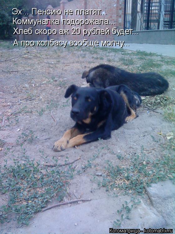 Эх... Пенсию не платят... Коммуналка подорожала... Хлеб скоро аж 20 рублей будет... А про колбасу воо... Котоматрица: Эх... Пенсию не платят... Коммуналка подорожала... Хлеб скоро аж 20 рублей будет... А про колбасу вообще молчу...