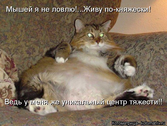 Мышей я не ловлю!...Живу по-княжески! Ведь у меня же уникальный центр тяжести!!... Котоматрица: Мышей я не ловлю!...Живу по-княжески! Ведь у меня же уникальный центр тяжести!!