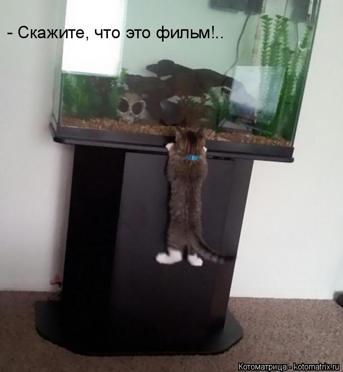 Котоматрица: - Скажите, что это фильм!..