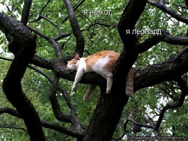 Котоматрица: я не кот я леопард