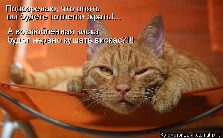 Котоматрица: Подозреваю, что опять вы будете котлетки жрать!... А возлюбленная киска будет нервно кушать вискас?!!!