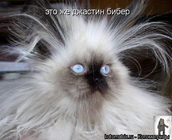 Котоматрица: это же джастин бибер