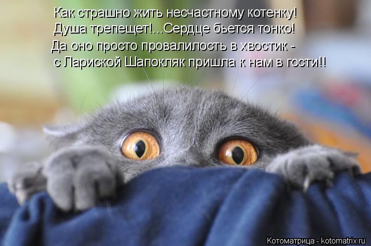 Котоматрица: Как страшно жить несчастному котенку! Душа трепещет!...Сердце бьется тонко! Да оно просто провалилость в хвостик - с Лариской Шапокляк пришл