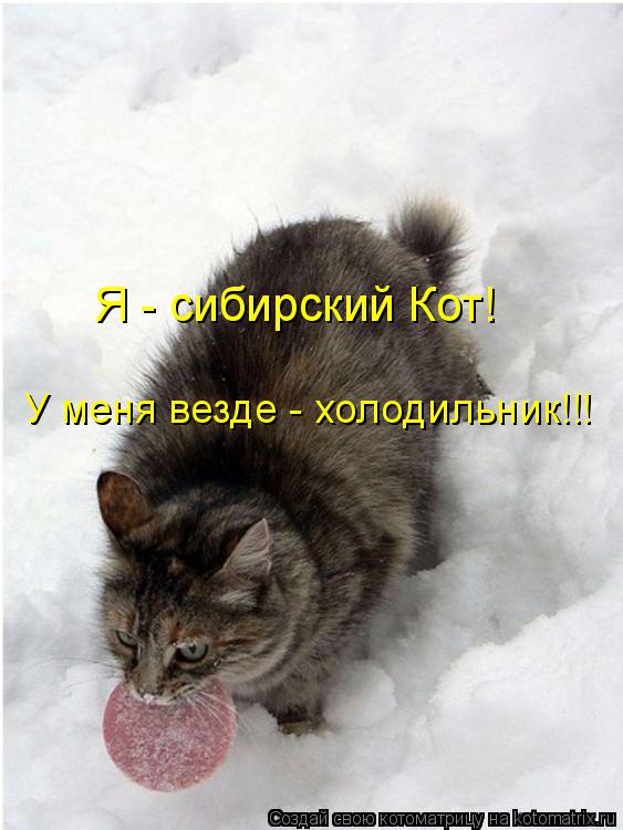 Котоматрица: Я - сибирский Кот! У меня везде - холодильник!!!