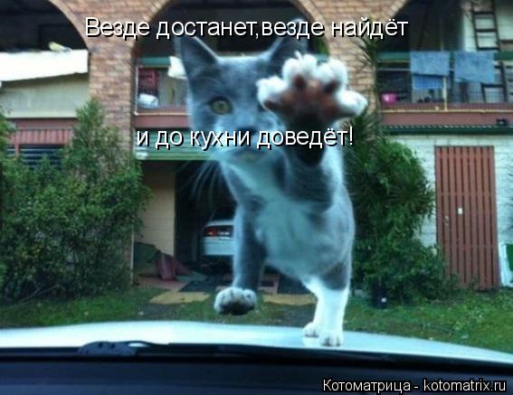 Везде достанет,везде найдёт и до кухни доведёт!... Котоматрица: Везде достанет,везде найдёт и до кухни доведёт!