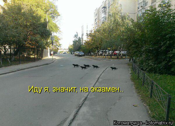 Котоматрица: Иду я, значит, на экзамен..