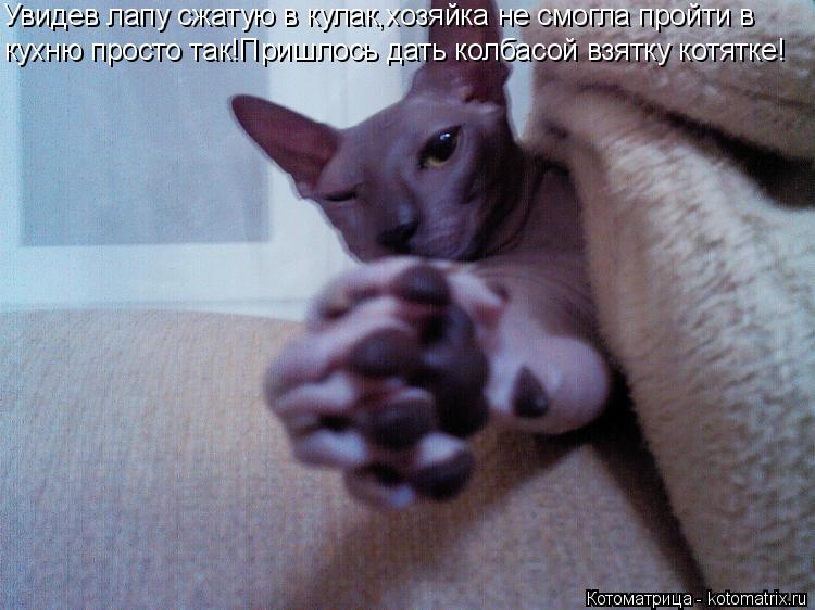 Котоматрица: кухню просто так!Пришлось дать колбасой взятку котятке! Увидев лапу сжатую в кулак,хозяйка не смогла пройти в