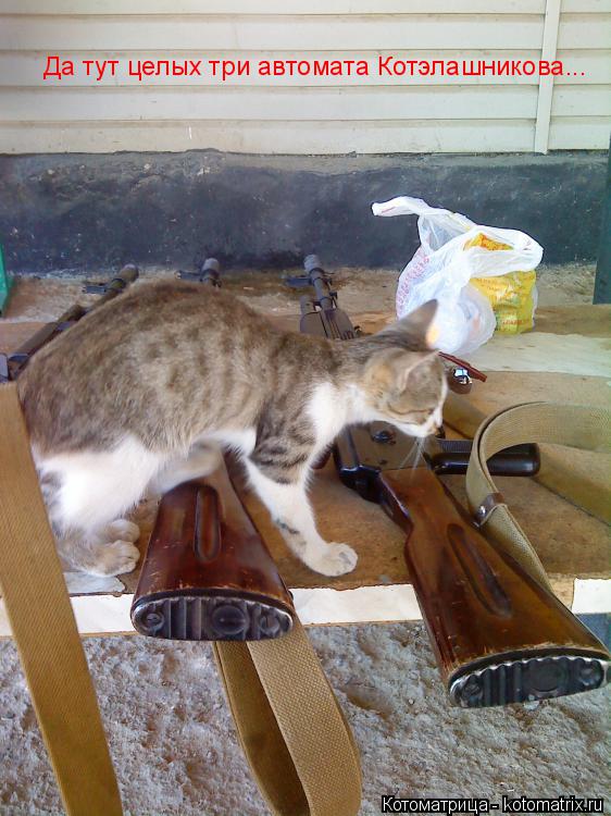 Да тут целых три автомата Котэлашникова...... Котоматрица: Да тут целых три автомата Котэлашникова...