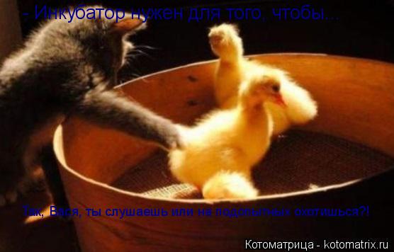 Котоматрица: - Инкубатор нужен для того, чтобы...  Так, Вася, ты слушаешь или на подопытных охотишься?!