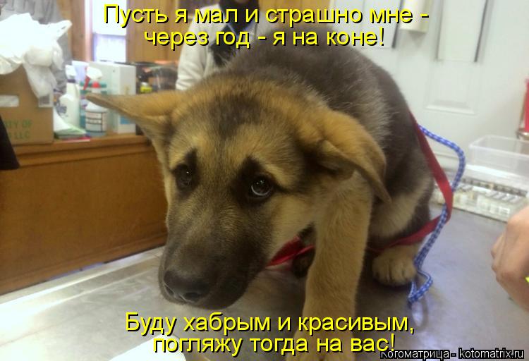 Котоматрица: Пусть я мал и страшно мне -  через год - я на коне! Буду хабрым и красивым,  погляжу тогда на вас!