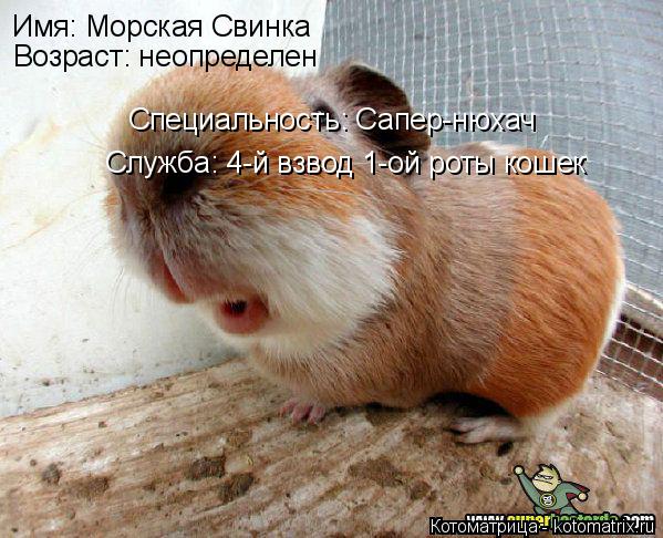 Котоматрица: Имя: Морская Свинка Возраст: неопределен Специальность: Сапер-нюхач Служба: 4-й взвод 1-ой роты кошек