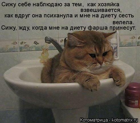 Сижу себе наблюдаю за тем, как хозяйка взвешивается, как вдруг она психанула и мне на диету сесть ... Котоматрица: Сижу себе наблюдаю за тем, как хозяйка взвешивается, как вдруг она психанула и мне на диету сесть велела. Сижу, жду, когда мне на диету фар